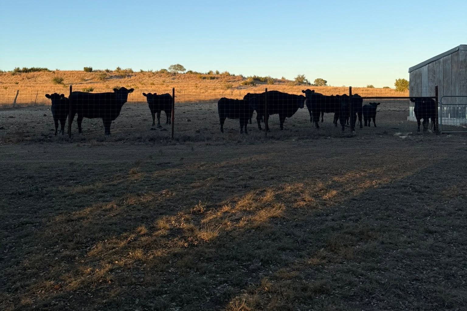 Black cattle along a fence line at sunset