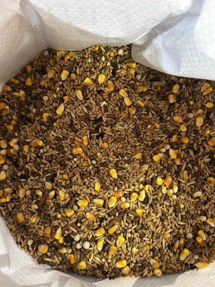 Open bag of poultry scratch mix with corn, oats and pellets